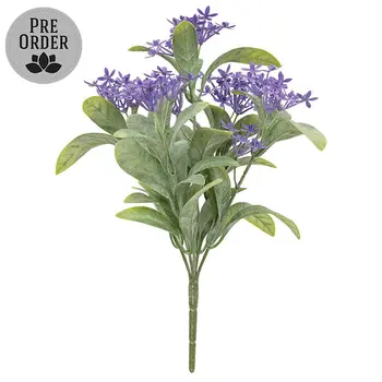 Purple Jasmine Bush - 10 In, DWC302603