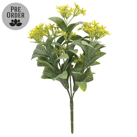 Yellow Jasmine Bush - 10 In, DWC302602