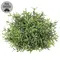 Dusty Rosemary Half Sphere - 6-1/2 In, CB042640