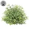 Dusty Rosemary Half Sphere - 5-1/2 In, CB042644