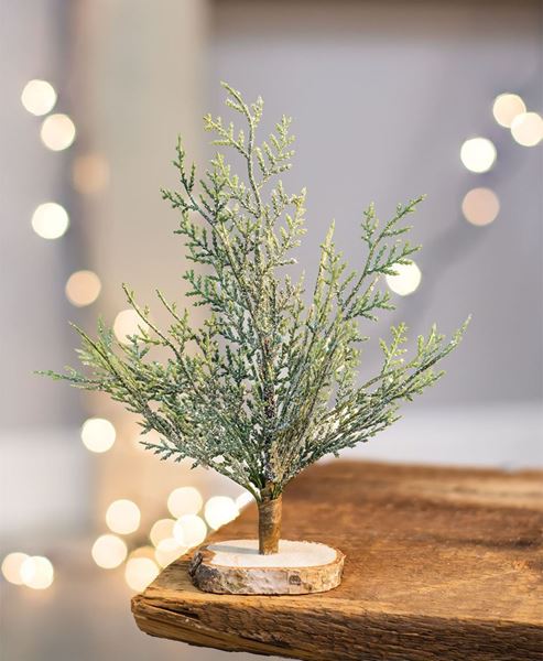 Picture of Frosted Cypress Tree