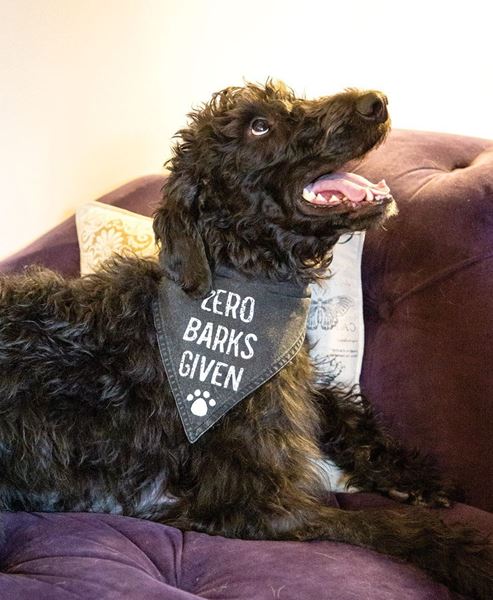 Picture of Zero Barks Given Dog Bandana