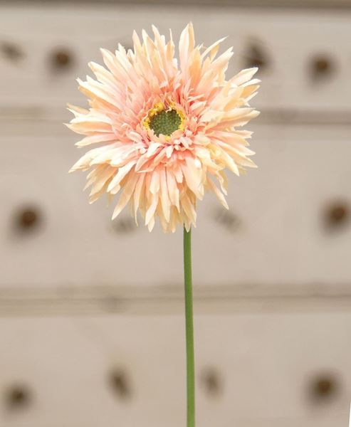 Picture of Gerbera Daisy Stem, Peach