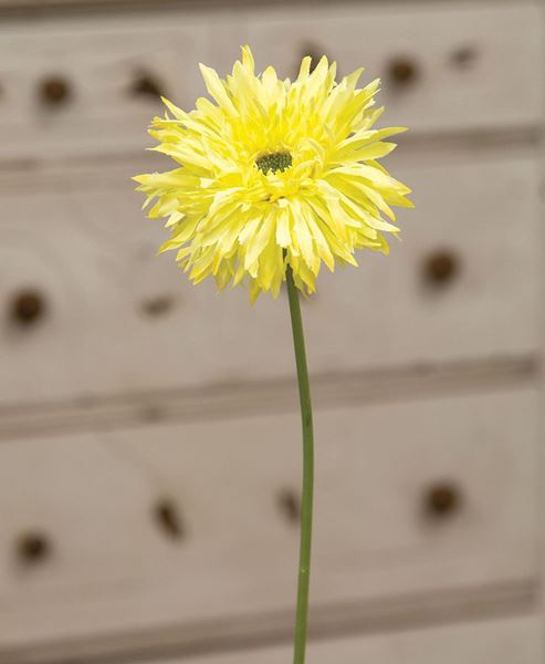 Picture of Gerbera Daisy Stem, Lemon Yellow