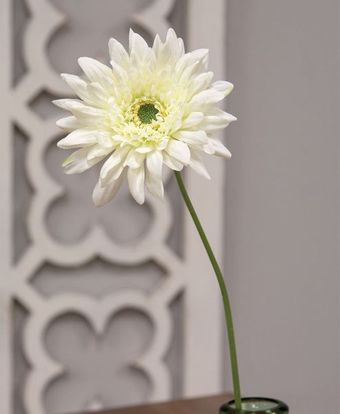 Picture of Blooming Daisy Stem, White