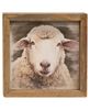 Picture of Farm Animal Portrait Frame, 3 Asstd.