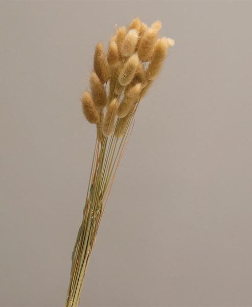 Picture of Wispy Dried Rabbit Tail Grass Bundle, Natural