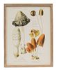 Picture of Vintage Scientific Mushroom Trio Framed Print