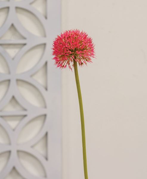 Picture of Rose Pink Allium Ball Spray, 19"