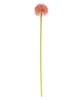 Picture of Rose Pink Allium Ball Spray, 19"