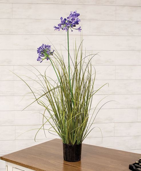 Picture of Potted Lily of the Nile & Onion Grass