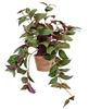 Picture of Potted Day Flower Vine