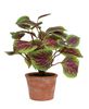 Picture of Potted Purple Mint Bush