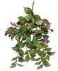 Picture of Day Flower Hanging Vine Bush, 25"