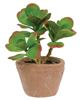 Picture of Potted Sweetheart Leaf Succulent