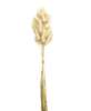 Picture of Wispy Dried Rabbit Tail Grass Bundle, Cream