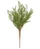 Picture of Baby Boxwood Bush, 16"H