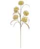 Picture of Cream Allium Spray, 24"H